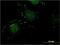 Nitrilase homolog 1 antibody, H00004817-M01, Novus Biologicals, Immunocytochemistry image 