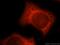 Thioredoxin Reductase 1 antibody, 11117-1-AP, Proteintech Group, Immunofluorescence image 