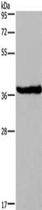 Dual specificity protein phosphatase 1 antibody, CSB-PA259888, Cusabio, Western Blot image 