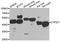 Cytochrome P450 Family 2 Subfamily F Member 1 antibody, A7550, ABclonal Technology, Western Blot image 