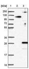 DPY30 Domain Containing 1 antibody, PA5-58106, Invitrogen Antibodies, Western Blot image 