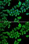 Probable ATP-dependent RNA helicase DDX20 antibody, GTX54029, GeneTex, Immunofluorescence image 