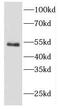 Cytohesin 2 antibody, FNab02191, FineTest, Western Blot image 