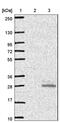 Prepronociceptin antibody, HPA044507, Atlas Antibodies, Western Blot image 