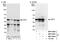 FIP antibody, NBP1-92650, Novus Biologicals, Western Blot image 