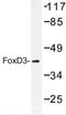 Forkhead Box D3 antibody, AP06761PU-N, Origene, Western Blot image 