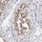 Fibrous sheath CABYR-binding protein antibody, NBP1-88417, Novus Biologicals, Immunohistochemistry frozen image 