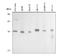 Paraoxonase 3 antibody, LS-C38071, Lifespan Biosciences, Western Blot image 