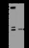 Chromosome 9 Open Reading Frame 40 antibody, 204934-T46, Sino Biological, Western Blot image 