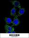 Zinc Finger GRF-Type Containing 1 antibody, 55-747, ProSci, Immunofluorescence image 