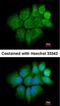 Keratin 2 antibody, orb69765, Biorbyt, Immunofluorescence image 