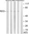 IK Cytokine antibody, LS-C120268, Lifespan Biosciences, Western Blot image 