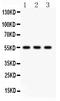 Phospholipid Transfer Protein antibody, PA2228, Boster Biological Technology, Western Blot image 