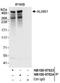 ALMS1 Centrosome And Basal Body Associated Protein antibody, NB100-97824, Novus Biologicals, Immunoprecipitation image 