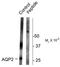 Aquaporin 2 antibody, TA309081, Origene, Western Blot image 