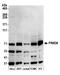FERM domain-containing protein 6 antibody, NBP2-59102, Novus Biologicals, Western Blot image 