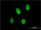 X-Ray Repair Cross Complementing 6 antibody, H00002547-M01, Novus Biologicals, Immunofluorescence image 