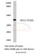 Mitogen-Activated Protein Kinase Kinase 2 antibody, A00996, Boster Biological Technology, Western Blot image 