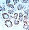 BCL2 Like 11 antibody, orb14662, Biorbyt, Immunohistochemistry paraffin image 