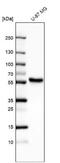 Uncharacterized protein KIAA0495 antibody, NBP1-81835, Novus Biologicals, Western Blot image 