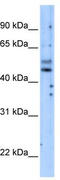 Phosphatidylinositol 3-kinase regulatory subunit gamma antibody, TA333991, Origene, Western Blot image 