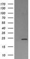 Deleted In Primary Ciliary Dyskinesia Homolog (Mouse) antibody, MA5-26233, Invitrogen Antibodies, Western Blot image 
