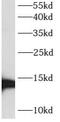ATPase H+ Transporting V1 Subunit G3 antibody, FNab00727, FineTest, Western Blot image 