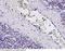 Ficolin 1 antibody, 10930-MM08, Sino Biological, Immunohistochemistry frozen image 