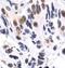 p38 antibody, MA5-15177, Invitrogen Antibodies, Immunohistochemistry paraffin image 