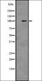 Melanocyte protein PMEL antibody, orb336544, Biorbyt, Western Blot image 