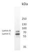 Prelamin-A/C antibody, BM6000P, Origene, Western Blot image 