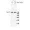 Heat shock 70 kDa protein 1A/1B antibody, SPC-312D, StressMarq, Western Blot image 