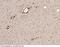 NLGN1 antibody, 11617-R079, Sino Biological, Immunohistochemistry paraffin image 