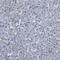 SPEG antibody, HPA018904, Atlas Antibodies, Immunohistochemistry frozen image 