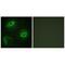 Putative latherin antibody, A16031, Boster Biological Technology, Immunofluorescence image 