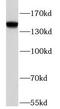Bromodomain-containing protein 1 antibody, FNab09968, FineTest, Western Blot image 