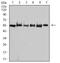 Heat shock 70 kDa protein 1A/1B antibody, orb157589, Biorbyt, Western Blot image 