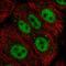 Zinc Finger GATA Like Protein 1 antibody, PA5-62064, Invitrogen Antibodies, Immunofluorescence image 