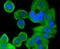 SMAD Family Member 1 antibody, NBP2-67768, Novus Biologicals, Immunofluorescence image 