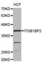 Integrin Subunit Beta 1 Binding Protein 2 antibody, abx002445, Abbexa, Western Blot image 