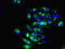 Dopamine Receptor D5 antibody, orb350441, Biorbyt, Immunocytochemistry image 