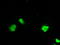 Small RNA Binding Exonuclease Protection Factor La antibody, LS-C114530, Lifespan Biosciences, Immunofluorescence image 