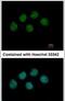 Negative Elongation Factor Complex Member B antibody, PA5-27602, Invitrogen Antibodies, Immunofluorescence image 