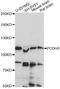 Protocadherin 8 antibody, LS-C749256, Lifespan Biosciences, Western Blot image 