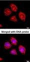 Flotillin 2 antibody, orb69873, Biorbyt, Immunocytochemistry image 