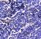Galectin 3 Binding Protein antibody, A02938-1, Boster Biological Technology, Immunohistochemistry paraffin image 
