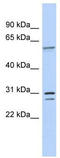 TRNA Selenocysteine 1 Associated Protein 1 antibody, TA343863, Origene, Western Blot image 