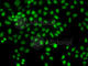 LIM Homeobox 8 antibody, A2046, ABclonal Technology, Immunofluorescence image 