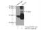 Homeobox protein MOX-2 antibody, 12449-1-AP, Proteintech Group, Immunoprecipitation image 