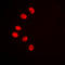 Nuclear Receptor Subfamily 2 Group F Member 6 antibody, LS-C352171, Lifespan Biosciences, Immunofluorescence image 